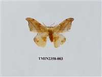 藏品(銀端帶鉤蛾)的圖片